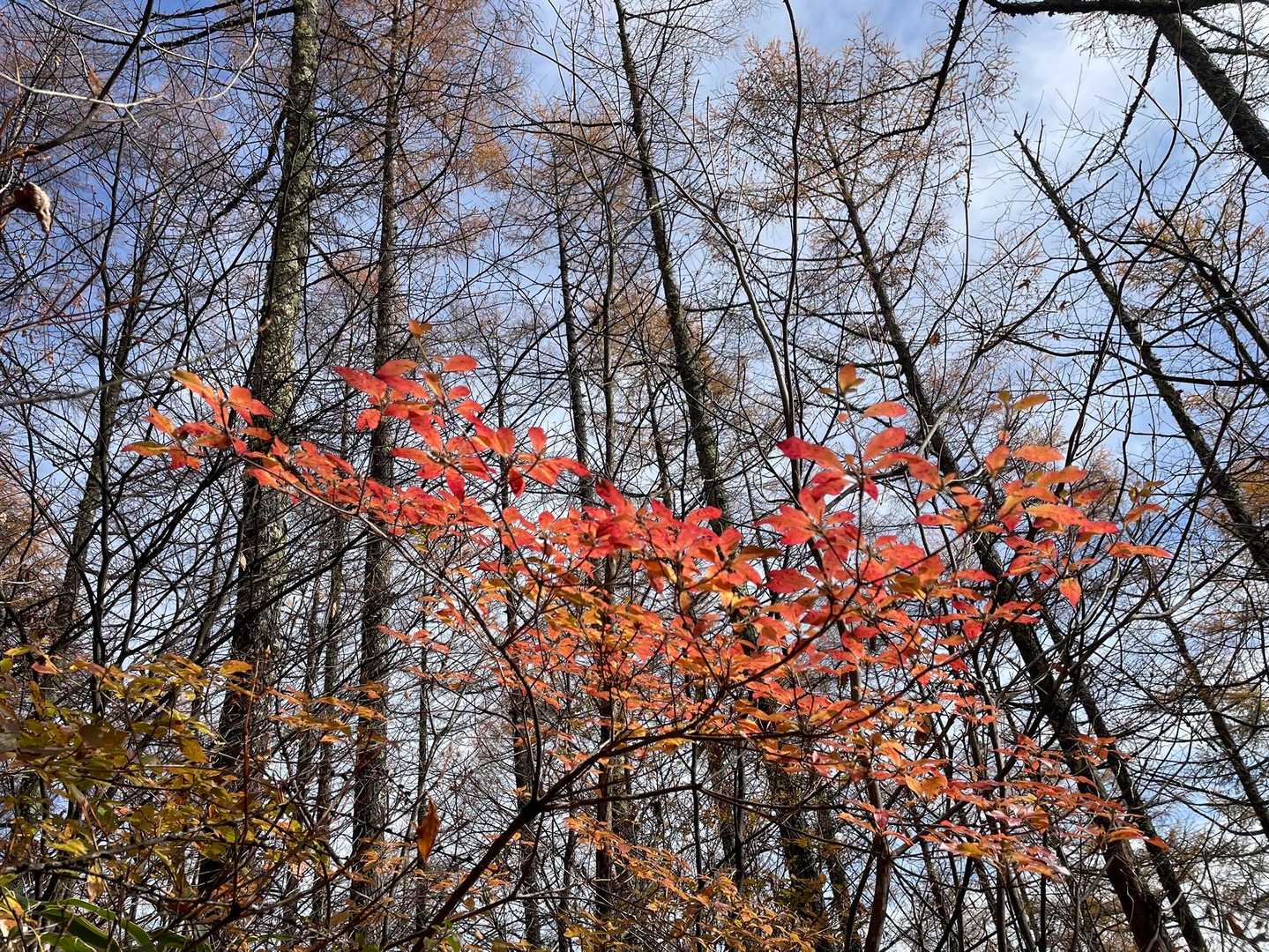 紅葉とカラマツ。