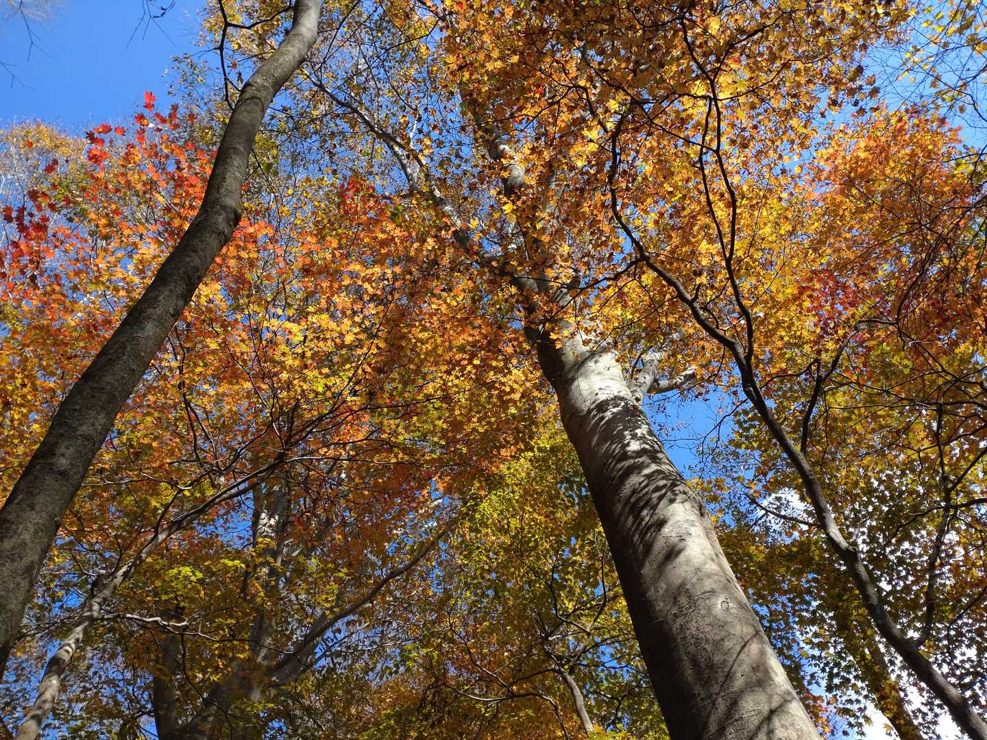 林道歩きで今更紅葉に気付く🍁