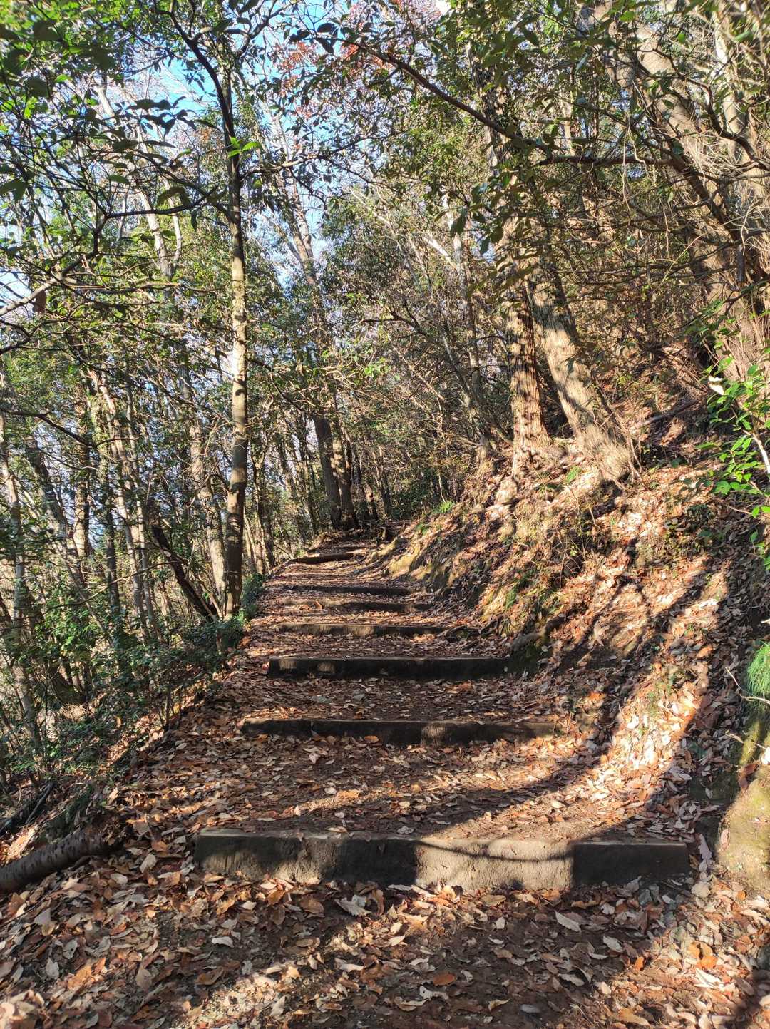 もみじ通り-1号路表参道コース入口-稲荷山コース入口-稲荷 往復コースの写真