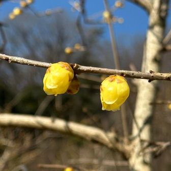 まだまだこれからではありますが…
いい香り