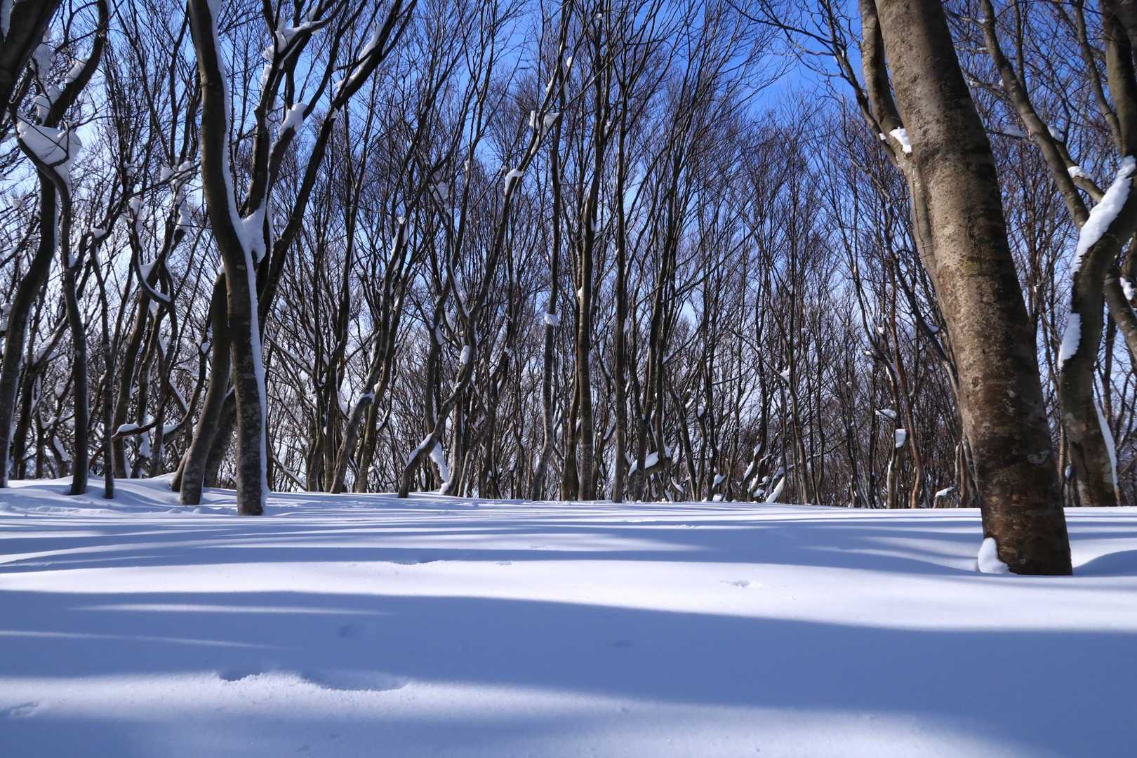 広い前山とうちゃこ✨
敢えて先行者のトレースは使わず、変態力を高める🦵