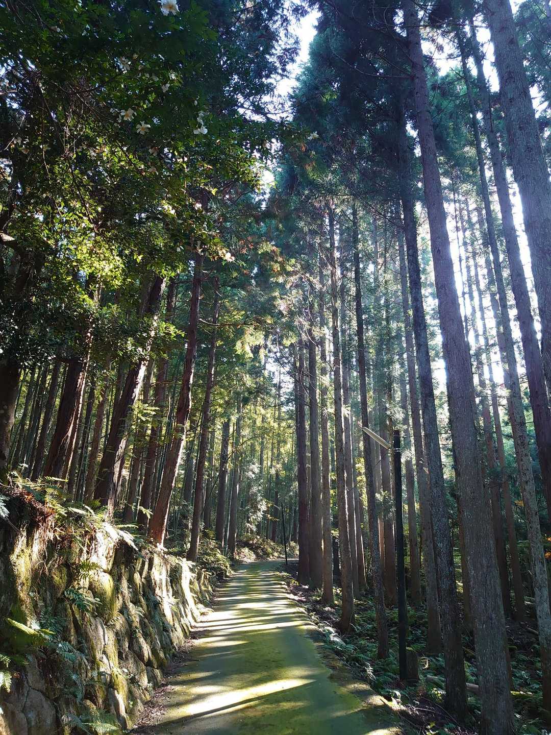 三角山 周回コースの写真