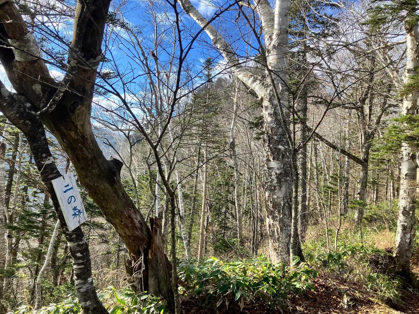 もうこれは
特訓だと思って登るしかない！
何事も鍛錬が大事‼︎
来春までに山登りの身体を
作らねば☺️