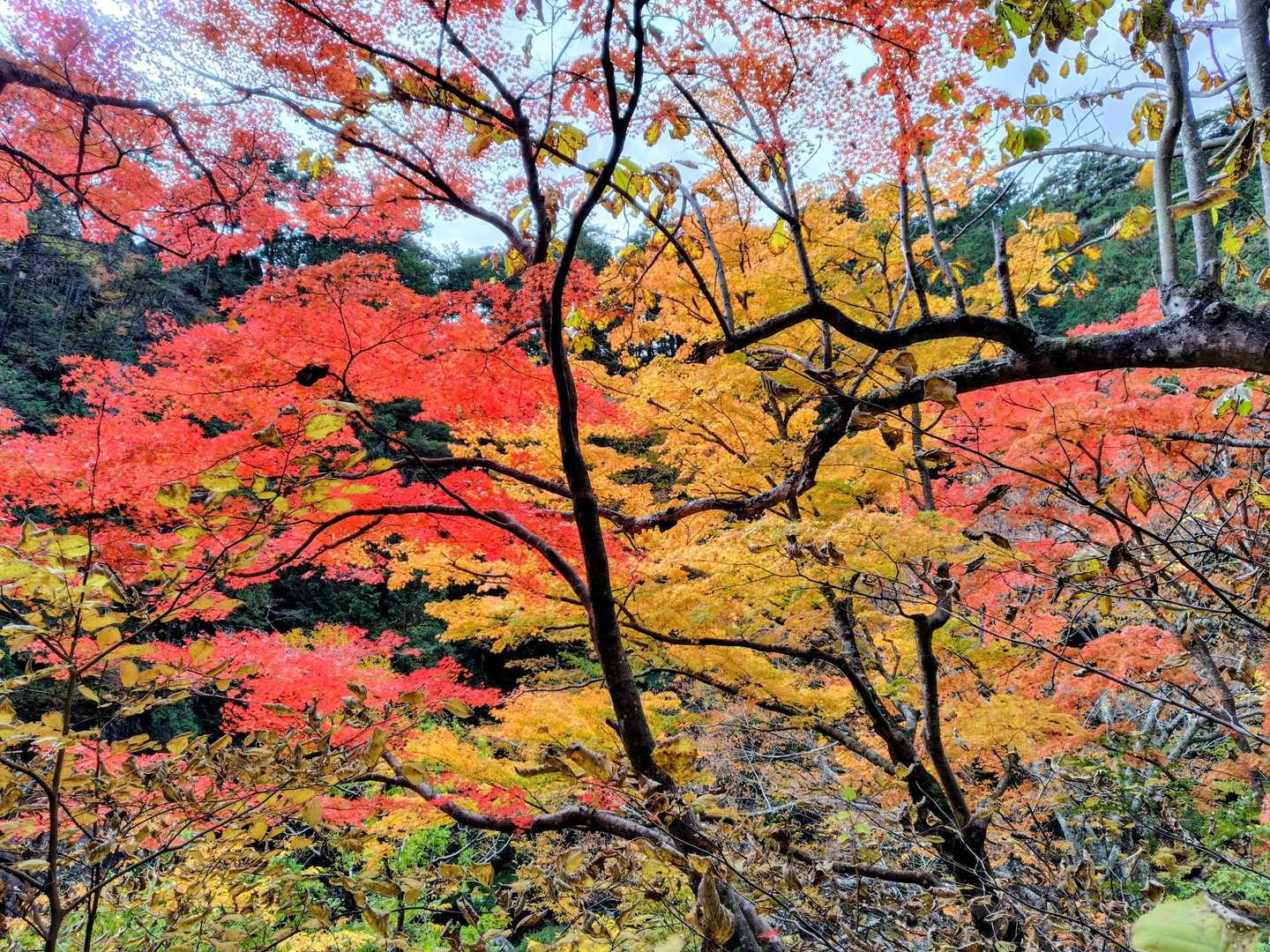 紅葉👍
