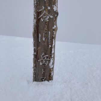 トマノの耳に到着👂