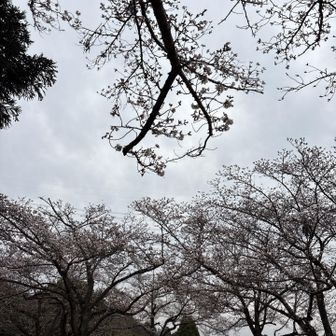 公園に戻って花見🌸

桜は咲いてますが満開まではあと少し
しばらく花見を楽しんでから帰ります

ここにもシデコブシが咲いてた！

雨が降る前にね

またね