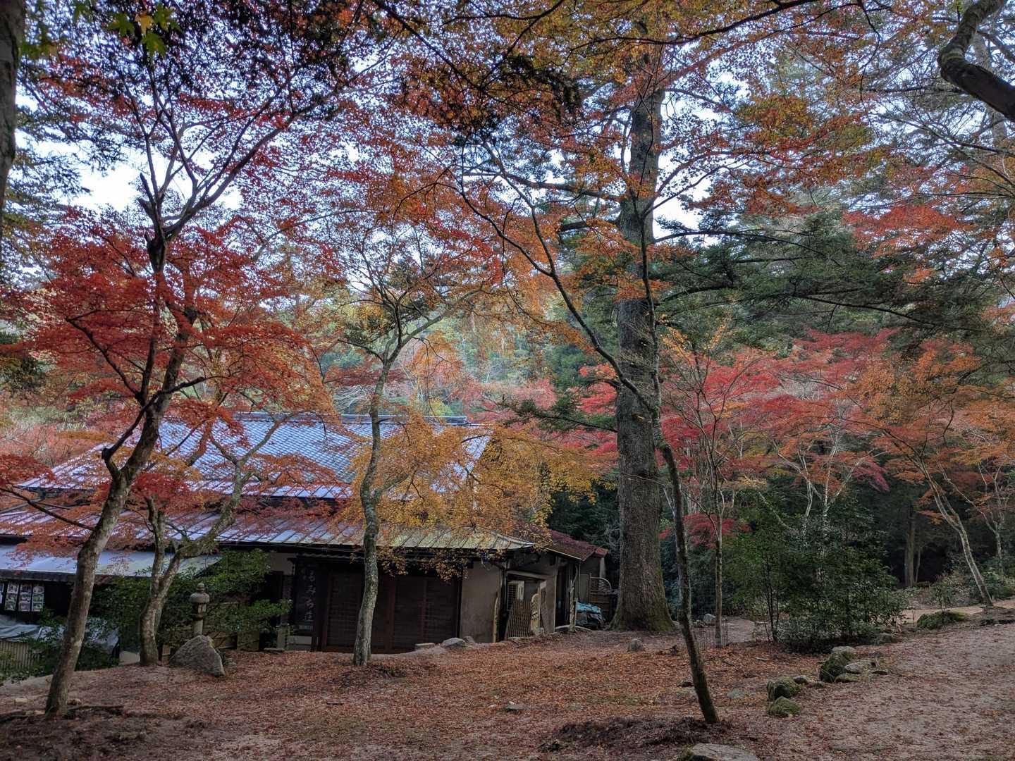 はっきりした紅葉ではなかったですが綺麗