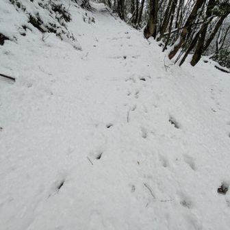 先客が😂猿かな？
なんか獣の足跡みたい🐾🤭