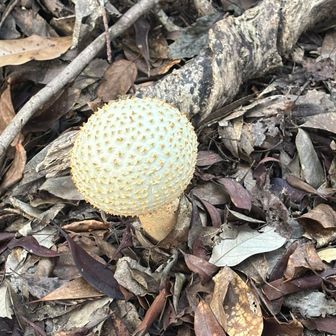 シロオニタケ（またはその近縁種）毒キノコだそうです🍄