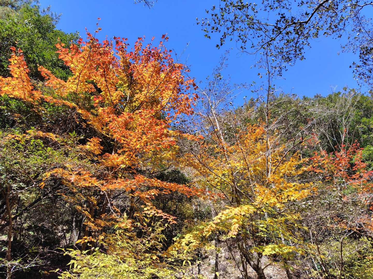 朝明登山口-中峠-水晶岳-根の平峠 周回コースの写真