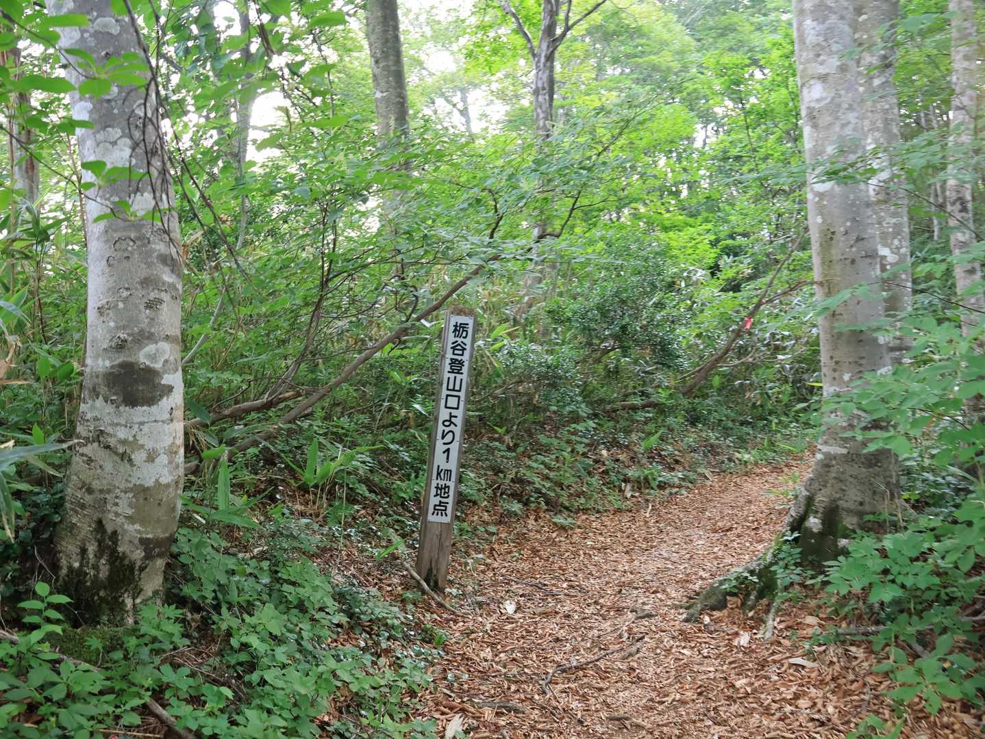 前金剛までは、1kmごとに標柱があります

気温23度
すでに顔面滝汗です🥵
