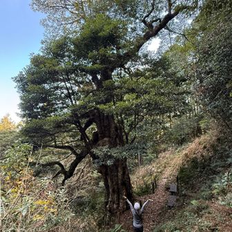 ついた🙌大きくて立派！

「滝の入（たきのいり）タブの木」は、埼玉県飯能市上直竹下分（かみなおたけしもぶん）にある巨木で、埼玉県の天然記念物に指定されています。 

樹齢・規模: 推定樹齢は約700年で、樹高は約20m、幹回りは約5.5mに及びます。
希少性: タブノキは本来、温暖な海岸沿いに自生することが多く、内陸部の山腹にこれほどの巨木が育っているのは非常に珍しい事例です。
別名: 幹にある大きな「こぶ」が顔のように見えることから、親しみを込めて呼ばれることもあります。 