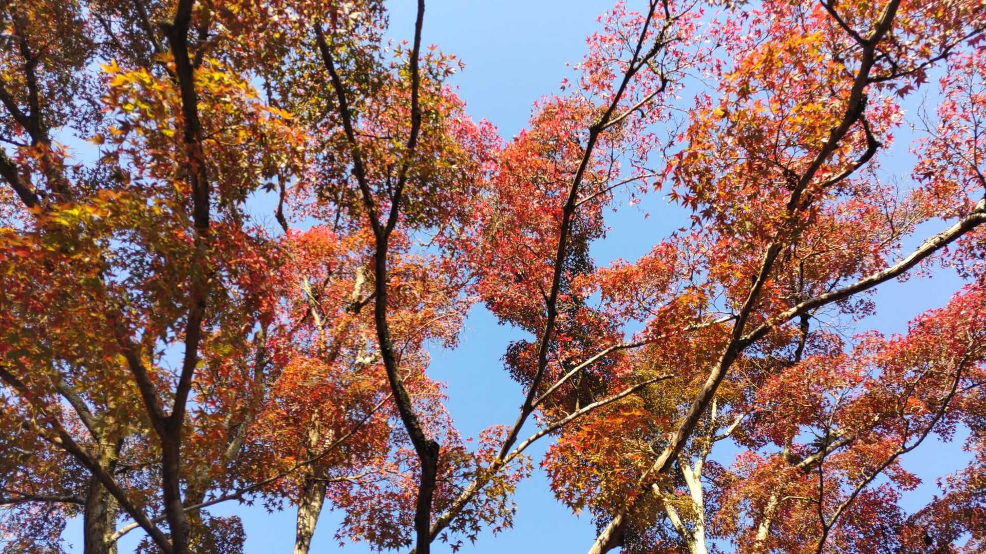 曽良山登山口-曽良山 周回コースの写真