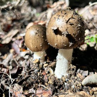 🍄‍🟫