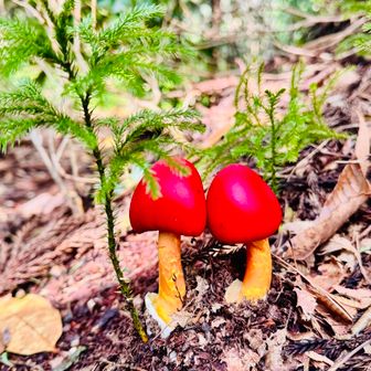 キノコ

仲良し🍄♡🍄