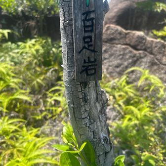 何で百足なの？