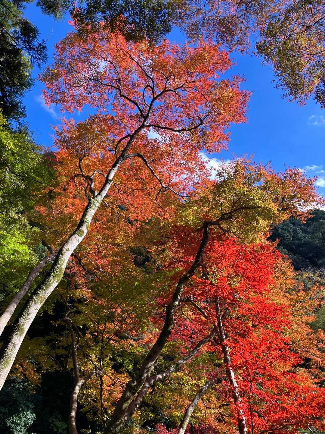 外院バス停-最勝ヶ峰-石子詰登山口-阪急箕面駅 縦走コースの写真