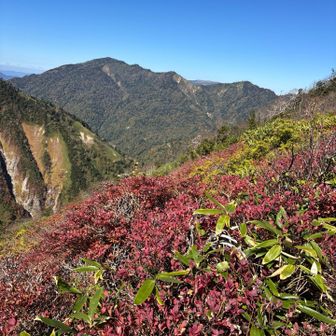 紅葉はこれからみたい
