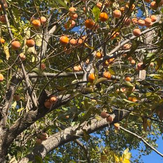 山道の小ぶりな🧡柿の実