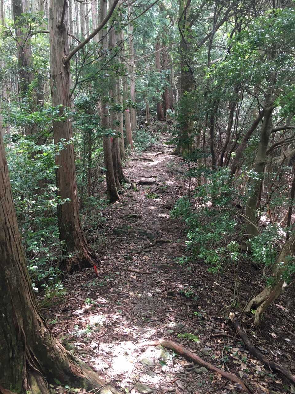 藤コース登山口-七洞岳 往復コースの写真