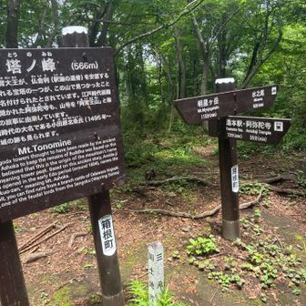 ここからは撮影するものもない一気に降りるコース
