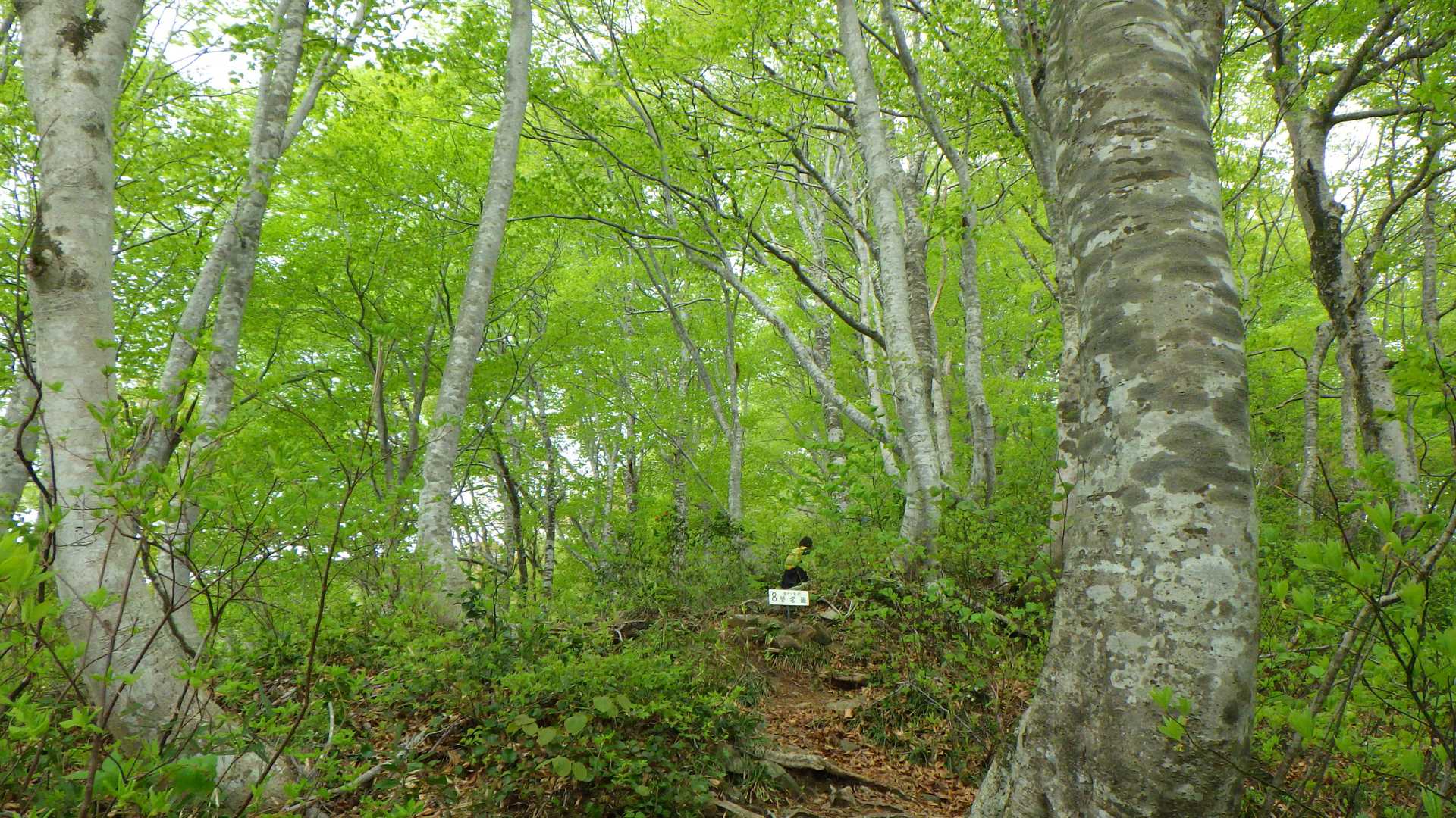 大蔵山-三五郎山-菅名岳 周回コースの写真
