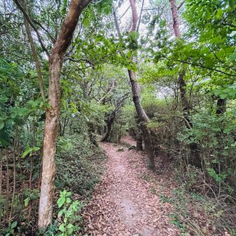 帰路の登山道