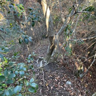 猫の額🐈を歩く。結構狭い。