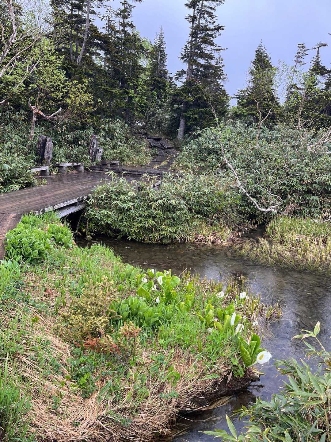 栂池ロープウェイ 自然園駅-栂池自然園入口-風穴 周回コースの写真