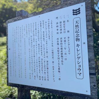 天然記念物キレンゲショウマの説明書😁
