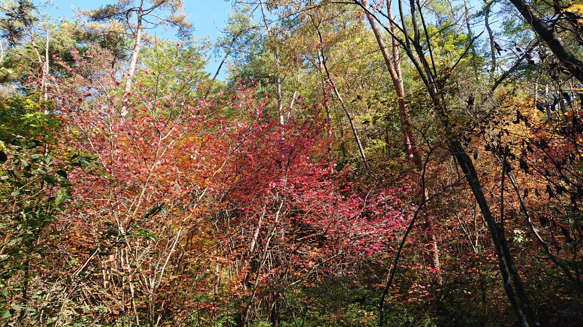 大野権現山 周回コースの写真