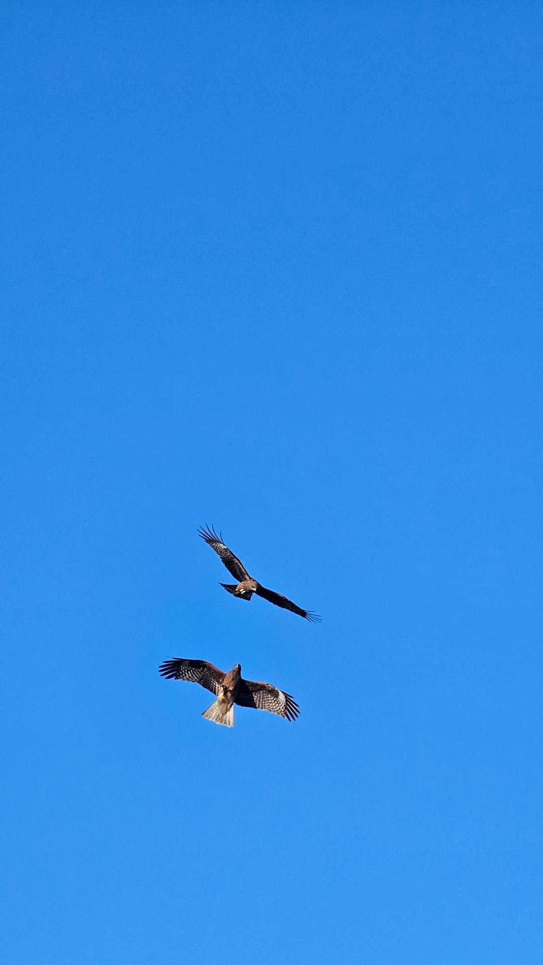 抜けるような青空に鳶が気持ちよさそうに飛んでいる。