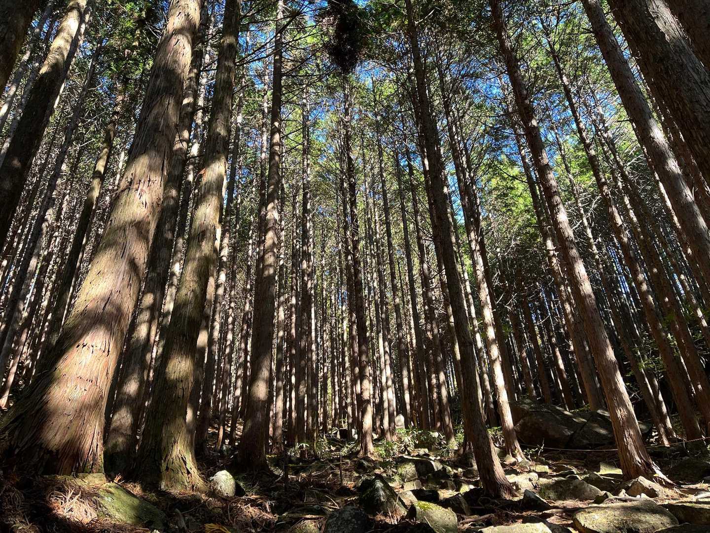 針葉樹の森に入ります🌲