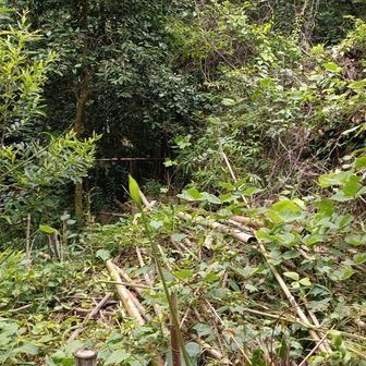 心城山山頂です。Yamap的にはこのあたりが山頂らしい。心城山って(しんじょうやま)って読みでいいのかな❓
