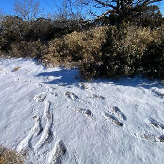 少し足を伸ばして大平山山頂到着❗️
標識なし😅足跡はオレの👣