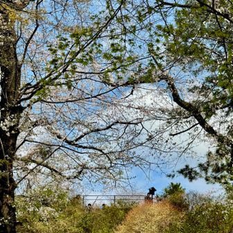 箱根山を振り返る👀〜(∩ᵒ̴̶̷̤⌔ᵒ̴̶̷̤∩)あ！
