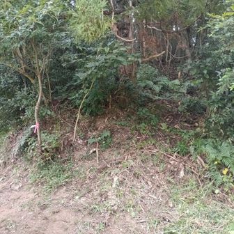 登り口の正面に降りれました。
ちょっと、きついですが、こちらも面白いですね。
尾根筋のいい道でした。
少し手鋸で整備しましたが、まだ荒れています。
何度か通ればそのうち良くなるかな。