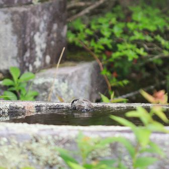 バシャバシャ水浴びしてる🫧🦜🫧

同化してるけど、真ん中で水浴びしています‥
