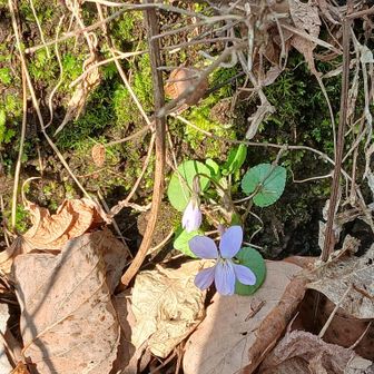 スミレ✨️