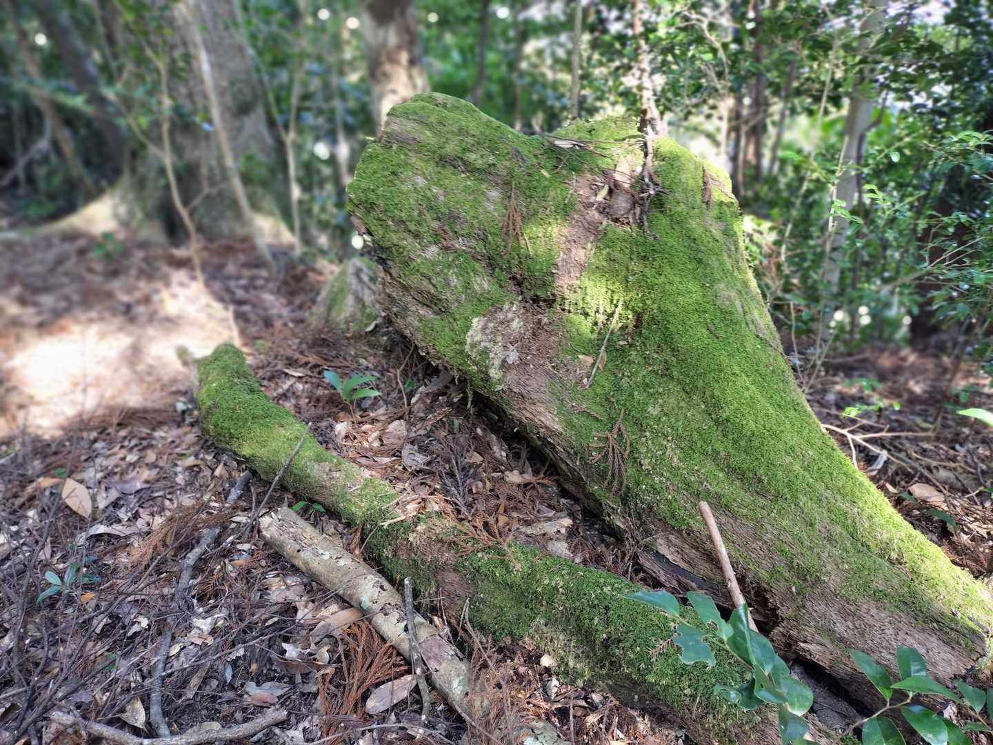 ヤマタノオロチ‼️🐍