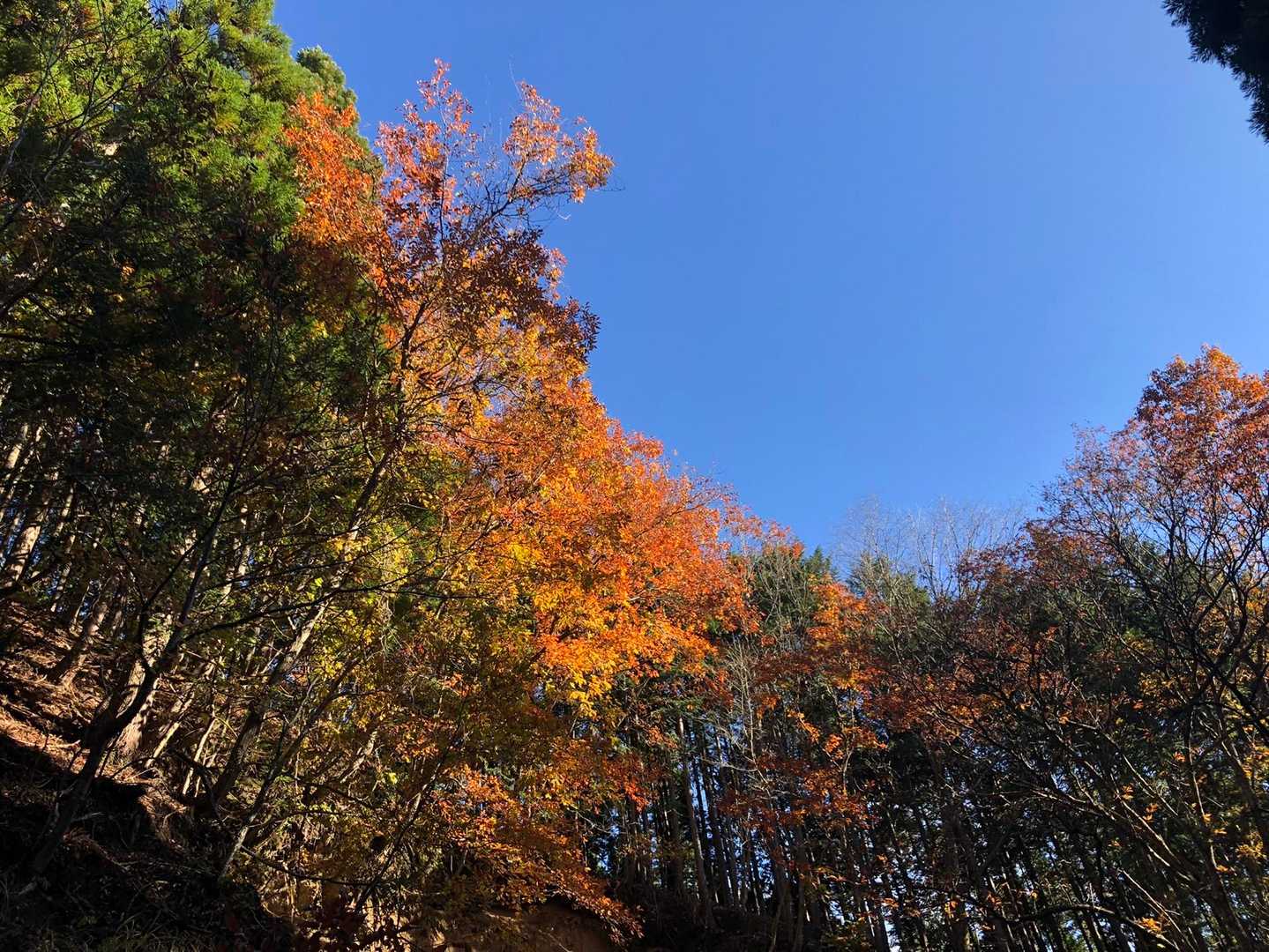 三室山登山口-三室山-大通峠 周回コースの写真