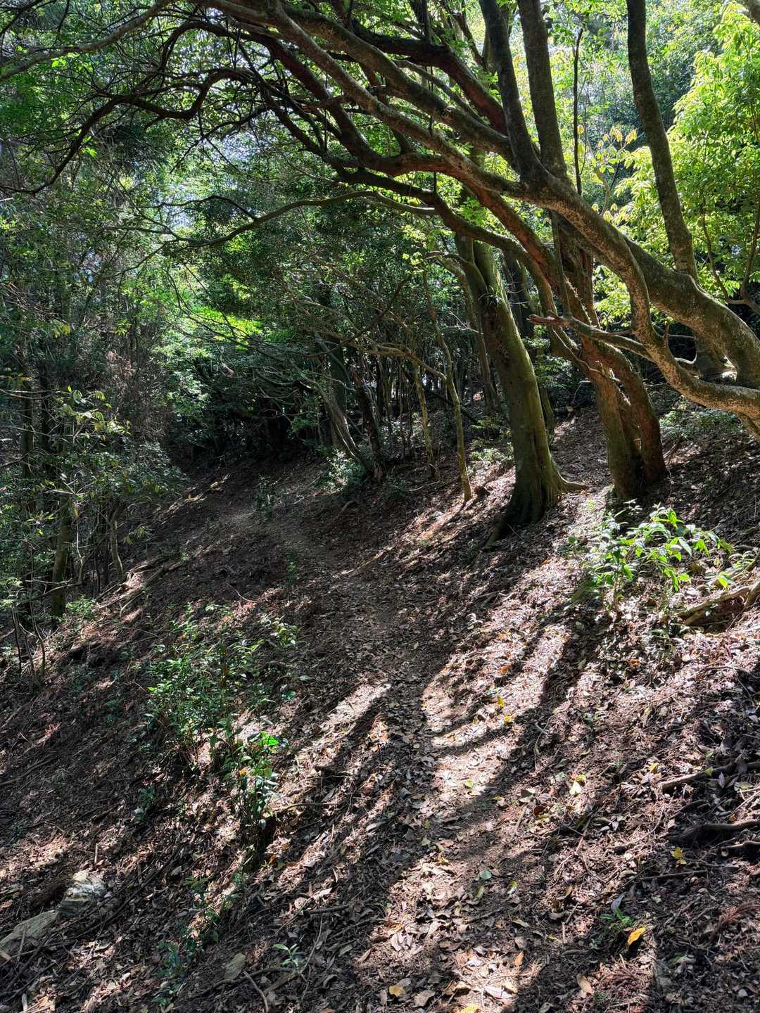 足に優しい登山道🥾
キムくん歩くのすげー早いけん
前回の行縢山の時から先行させてくれる👍

私が自分のペース守れるようにしてくれるなんてジェントルマンやな！

てかキムくん去年の大崩山の坊主尾根の時から、どんどん進化してる気がする🤔