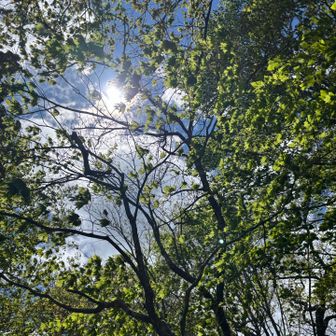 ハンモックに寝そべり空を見る