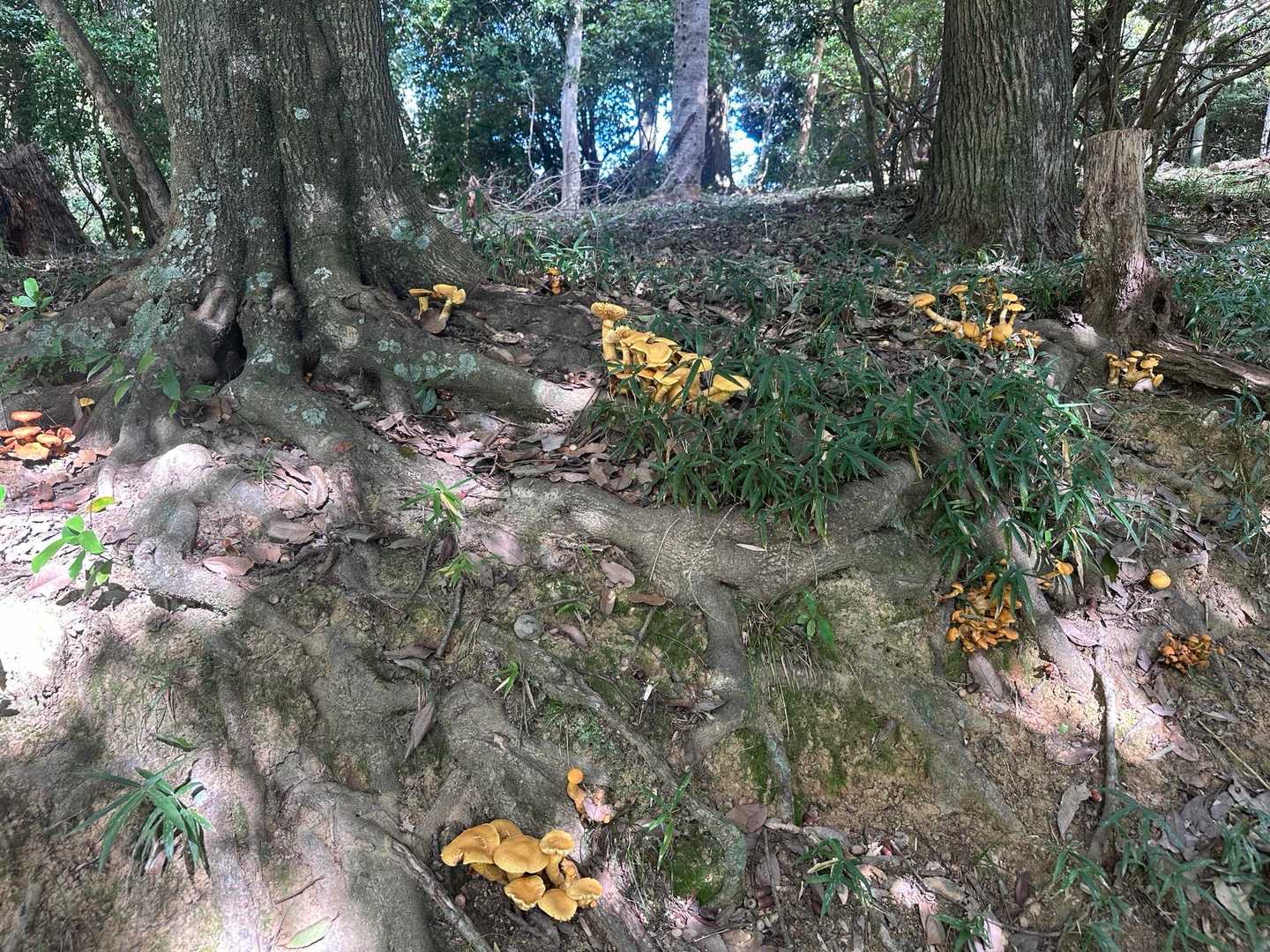 オオワライタケが大量発生
