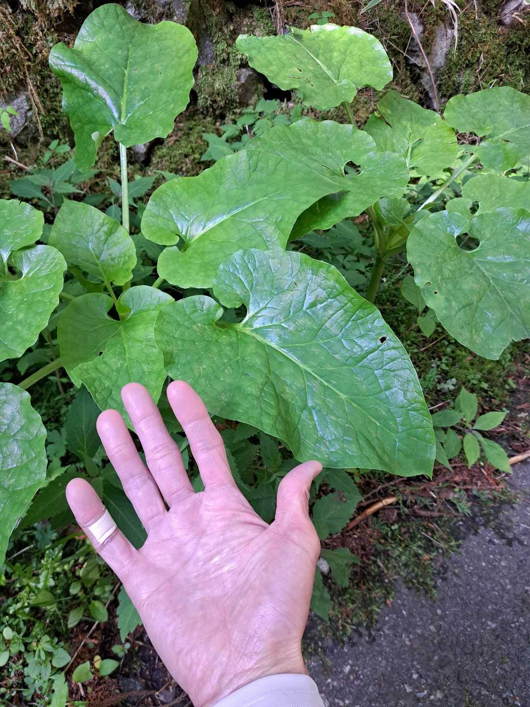 ウバユリ
大きい葉っぱ
僕の小指は、先日のボルダリングでの皮捲れの影響😅