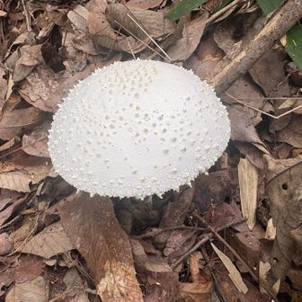 下山
参道脇にきのこ🍄