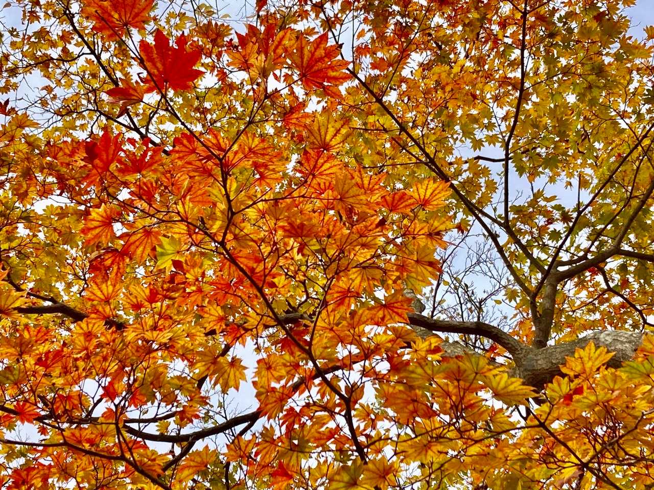 綺麗なモミジ発見🍁