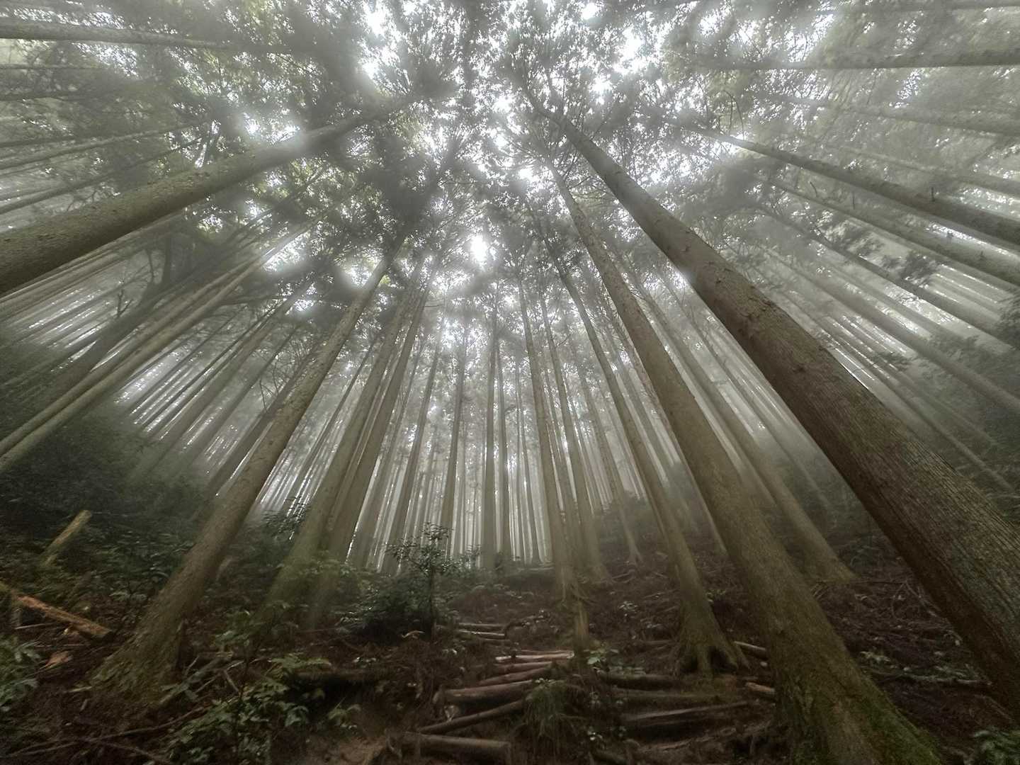 百ヶ辻登山口-金剛山 往復コースの写真