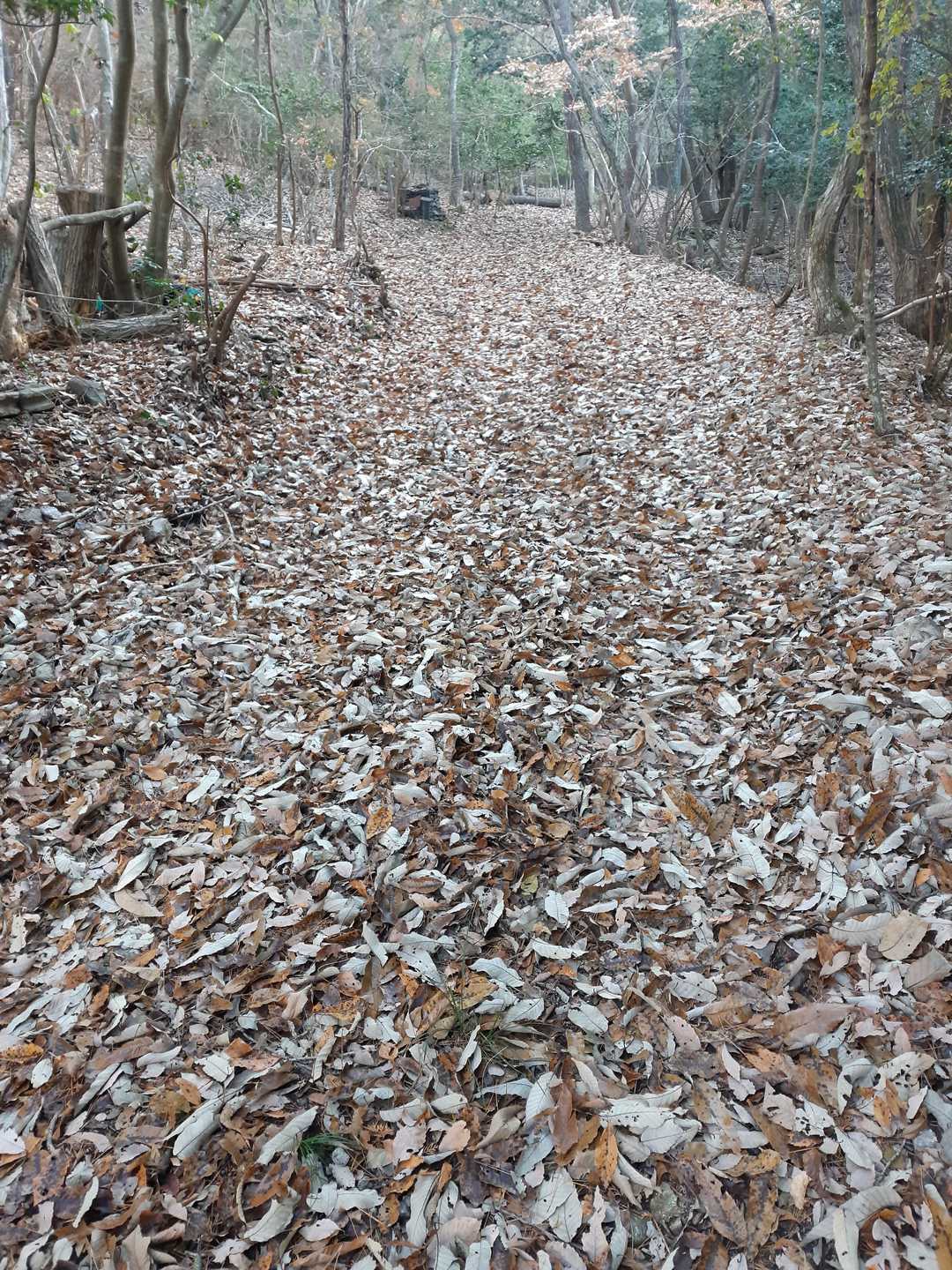 落ち葉🍂の道。
