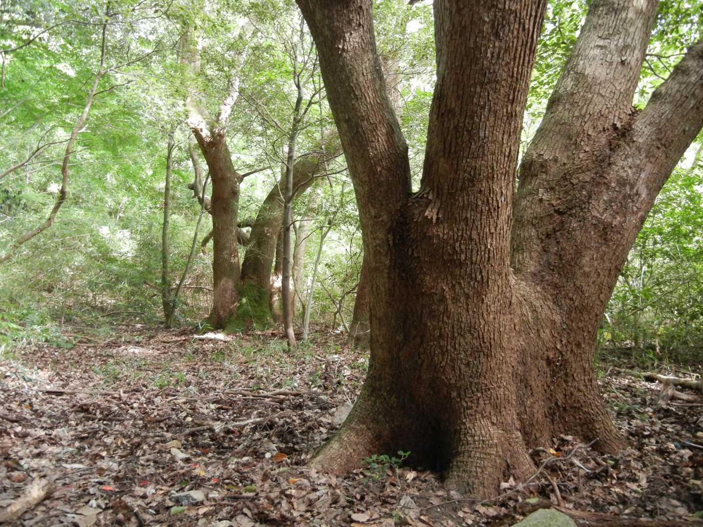 背後でブン！ブン！スズメバチに飛ばれつつ

楠？！相当な樹齢と思われる樹が、生き物みたいで📸